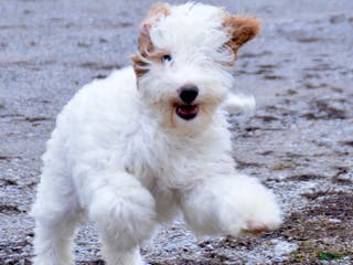 Goldendoodle dogs Danny - Ad 15