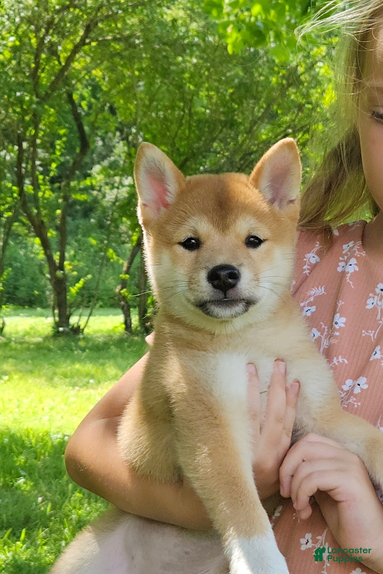 Shiba Inu dogs Hazel - Ad 1