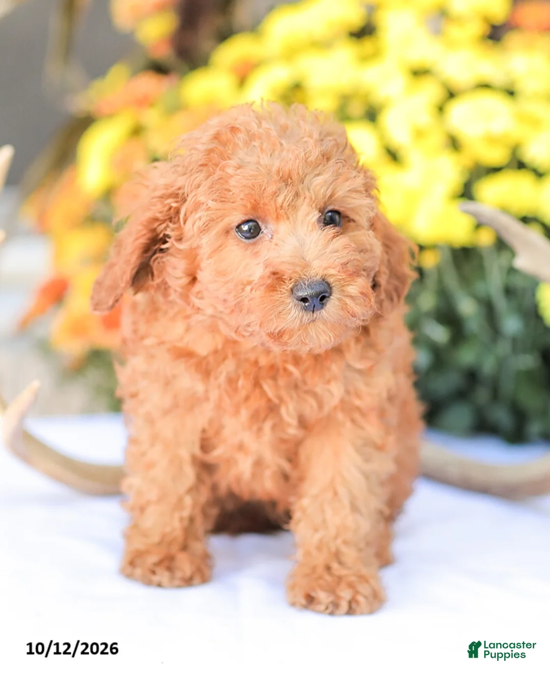 Miniature Poodle dogs for sale: Zoe - Ad 1