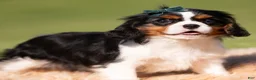 Cavalier King Charles Spaniel dogs for sale: Comet AKC - Ad 4