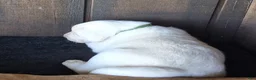 Labrador Retriever dogs for sale: Jed Retriever 3 - Ad 3