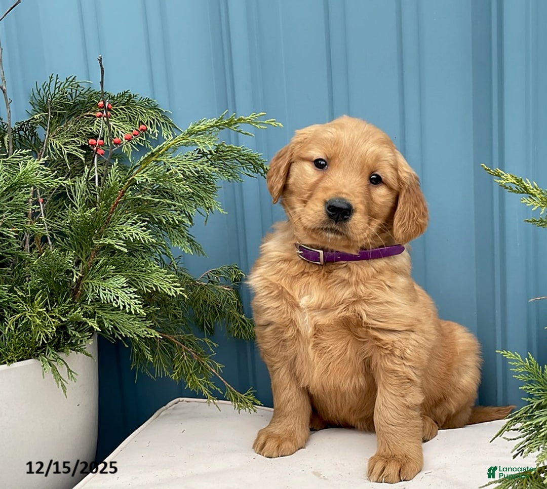Golden Retriever dogs for sale: Connie - Ad 1