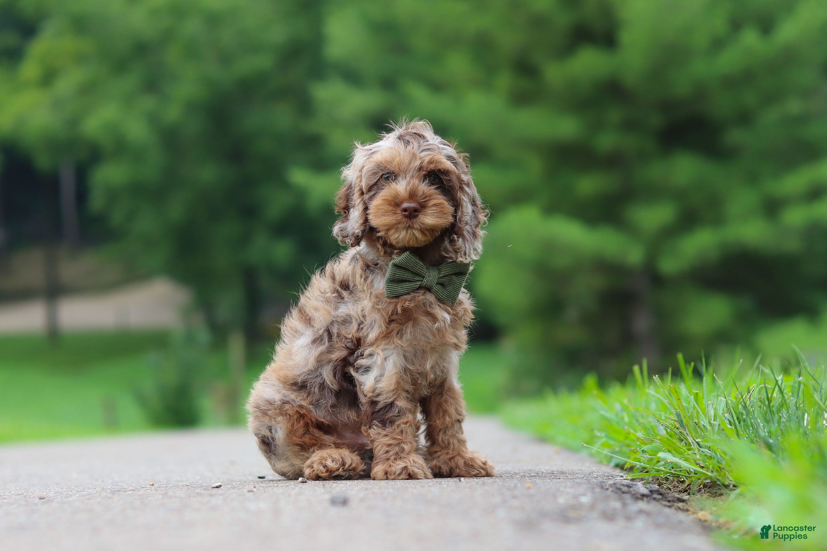 Cockapoo dogs Kobe - Ad 2