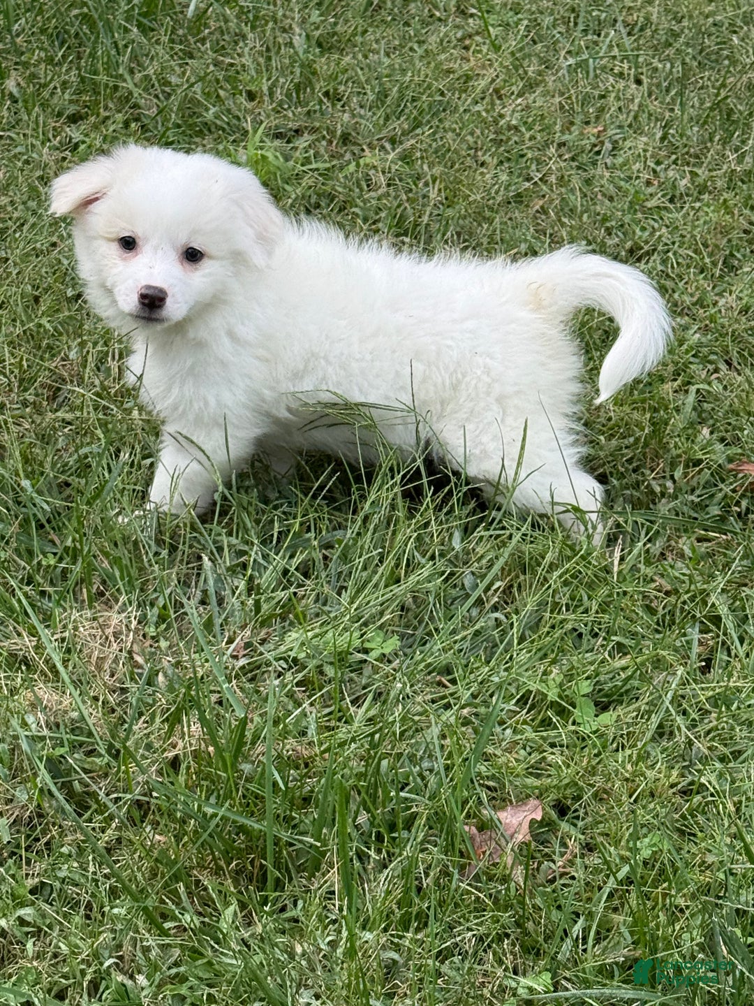 American Eskimo dogs for sale: Remi - Ad 6