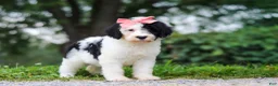 Sheepadoodle dogs for sale: Alayna - Ad 6