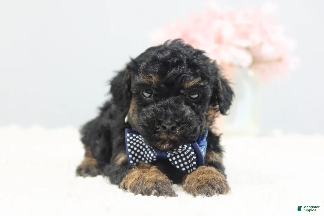 Toy Poodle dogs for sale: Cooper - Ad 1