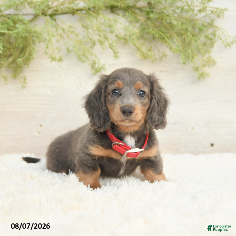 Miniature Dachshund dogs Lake  - Ad 1