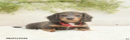 Miniature Dachshund dogs for sale: Lake  - Ad 1
