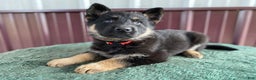 German Shepherd dogs for sale: German Shepherd Puppy 8 Molly - Ad 3