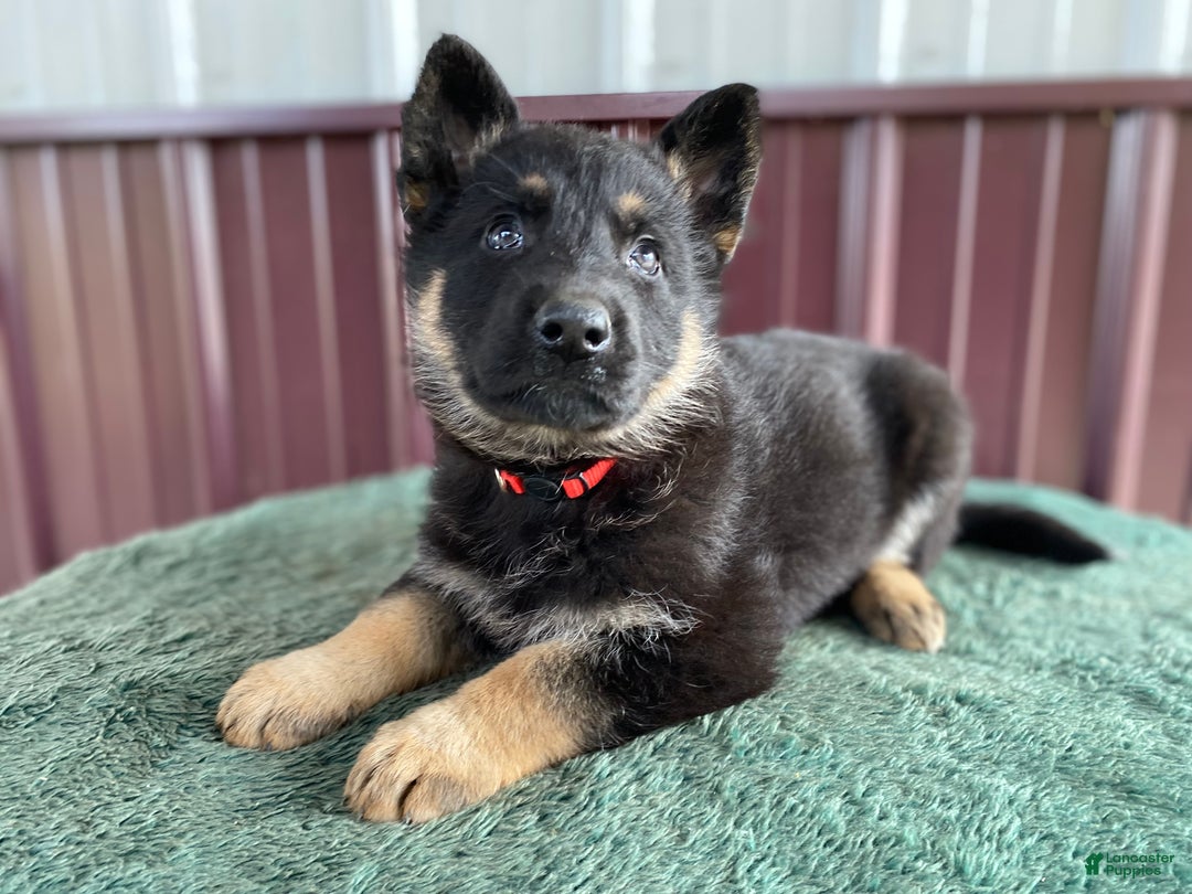 German Shepherd dogs for sale: German Shepherd Puppy 8 Molly - Ad 3
