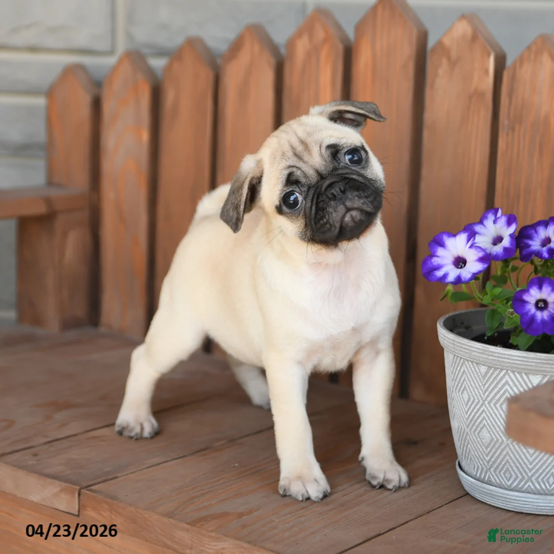 Pug dogs for sale: Angel - Ad 2
