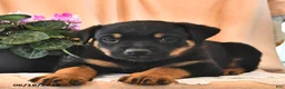 Rottweiler dogs for sale: Pinto - Ad 3