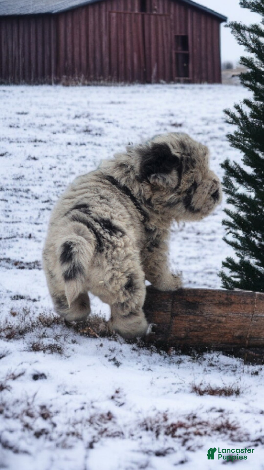 Shar Pei dogs for sale: Mabel merle mini Bear  - Ad 14