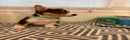 Welsh Corgi Pembroke dogs for sale: Joy - Ad 3