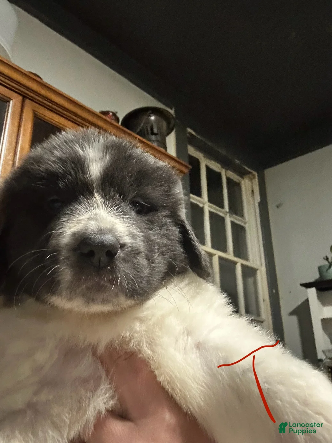 Mixed Breed dogs for sale: Mixed Breed Puppy 9 - Ad 2