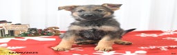 German Shepherd dogs for sale: Libby - Ad 3