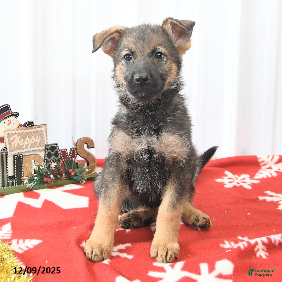 German Shepherd dogs for sale: Libby - Ad 3