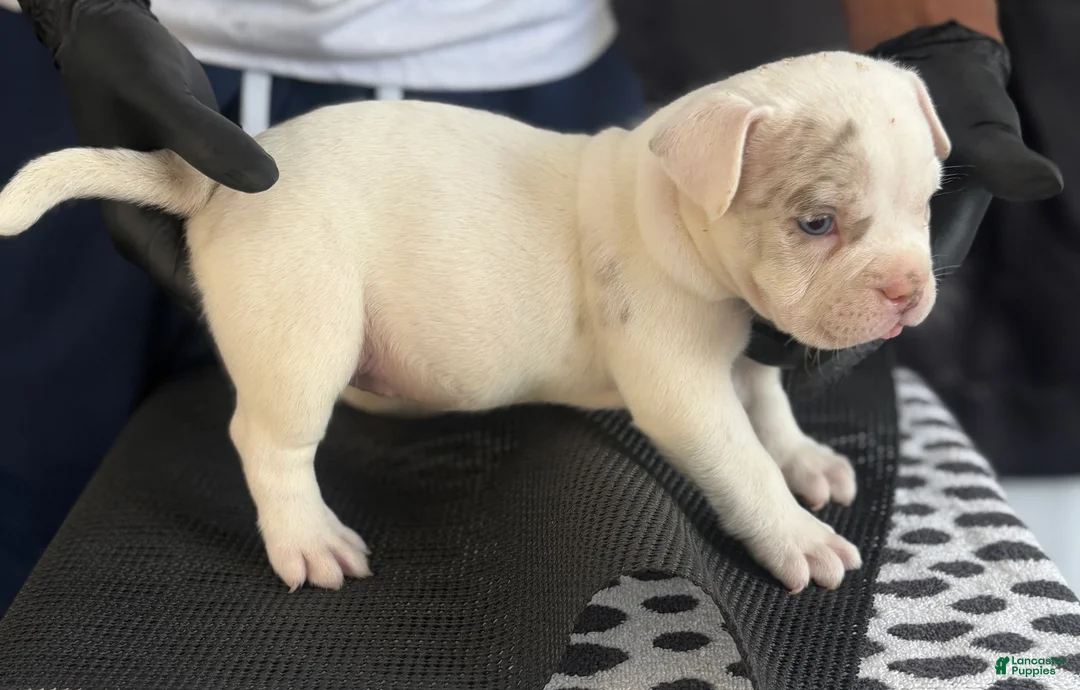 American Bully dogs for sale: American Bully 7 - Ad 2