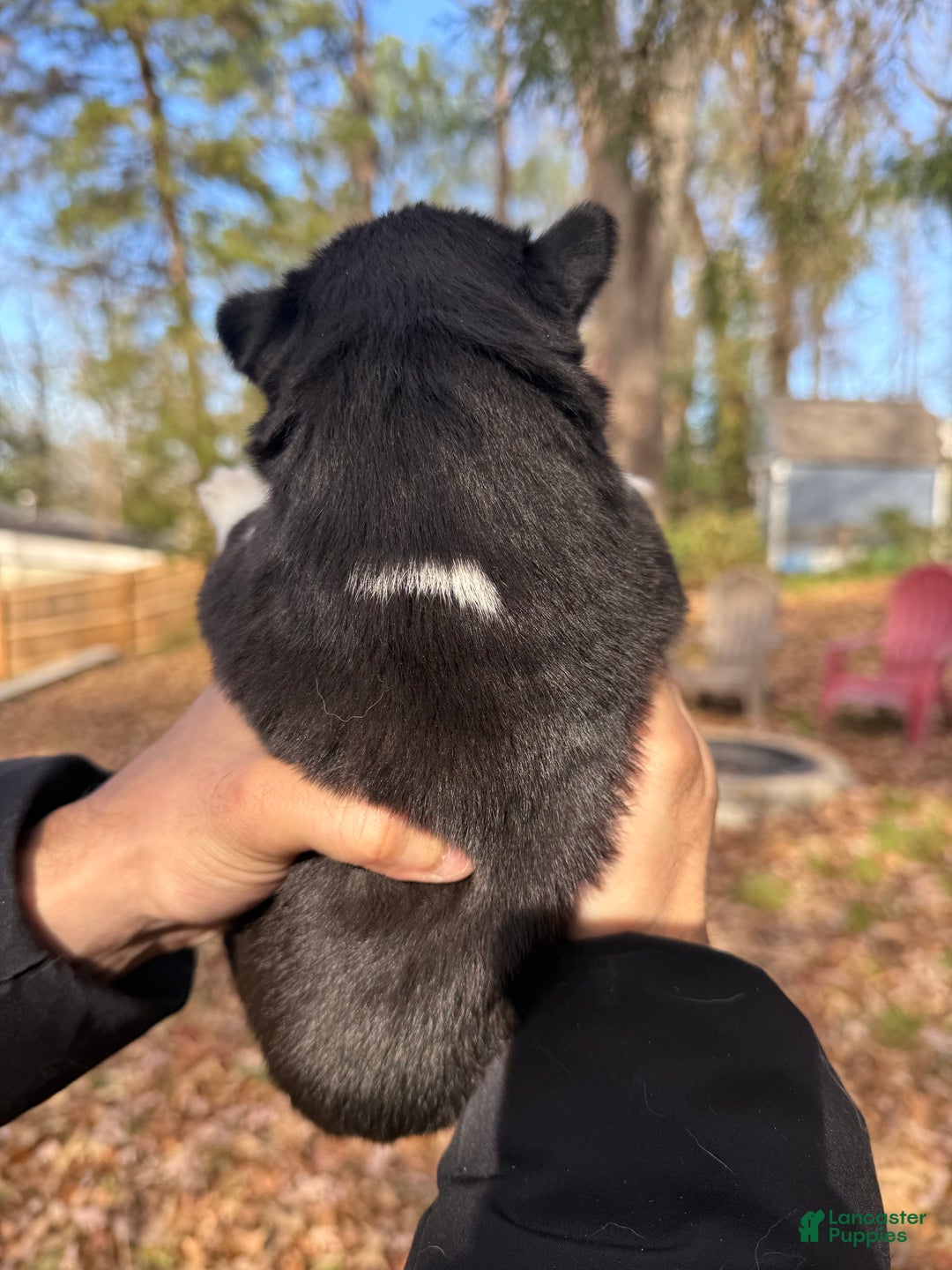 Siberian Husky dogs for sale: Excalibur - Ad 7