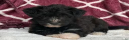 Yochon dogs for sale: Dixie - Ad 6