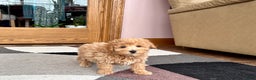 Maltipoo dogs for sale: Tigger  - Ad 7