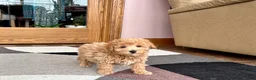 Maltipoo dogs for sale: Tigger  - Ad 7
