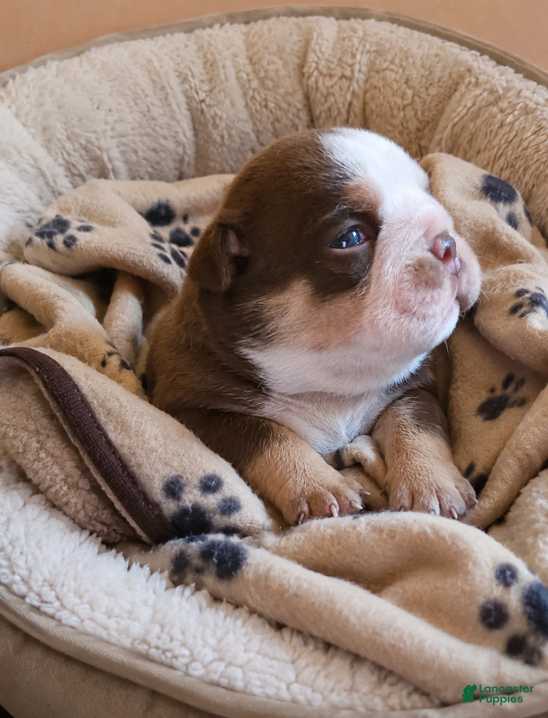 English Bulldog dogs for sale: Brandy - Ad 2
