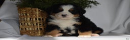 Bernese Mountain Dog dogs for sale: Ember - Ad 2