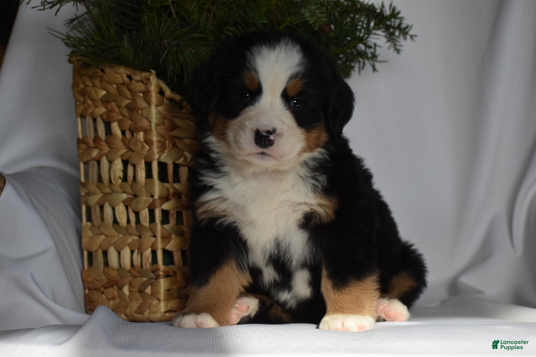 Bernese Mountain Dog dogs for sale: Ember - Ad 2