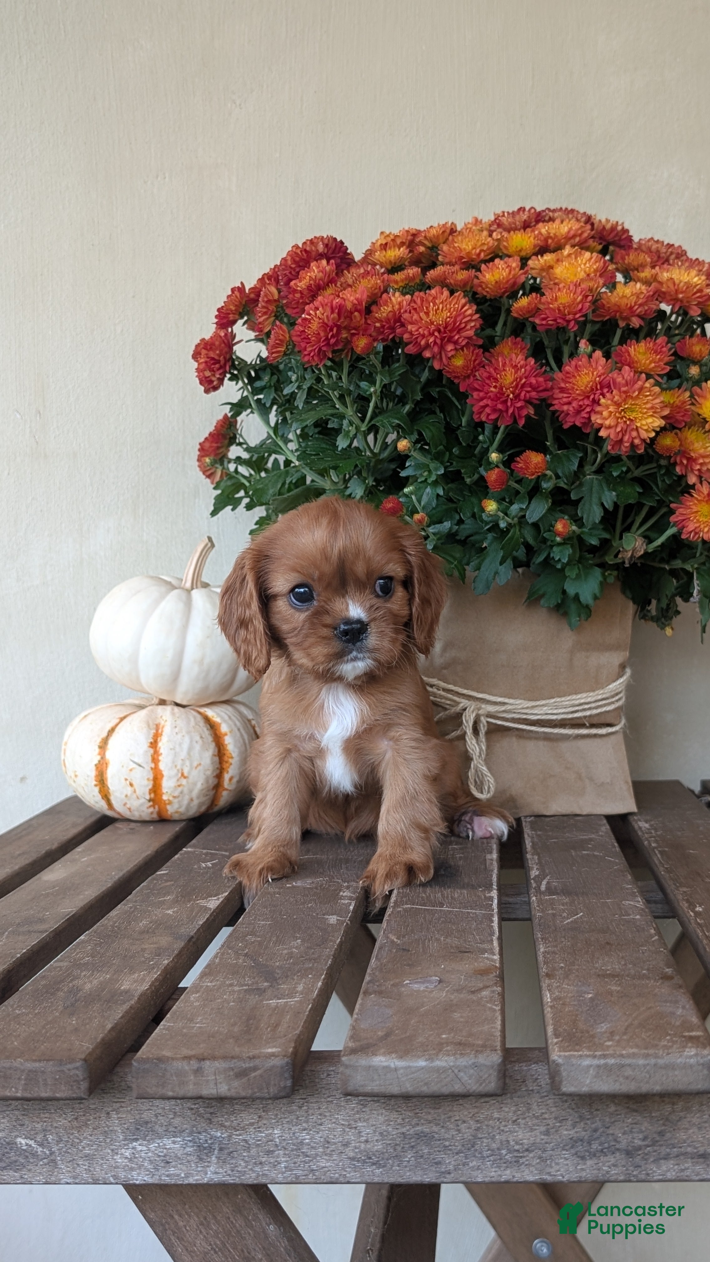 Cavalier King Charles Spaniel dogs Sparkles - Ad 2