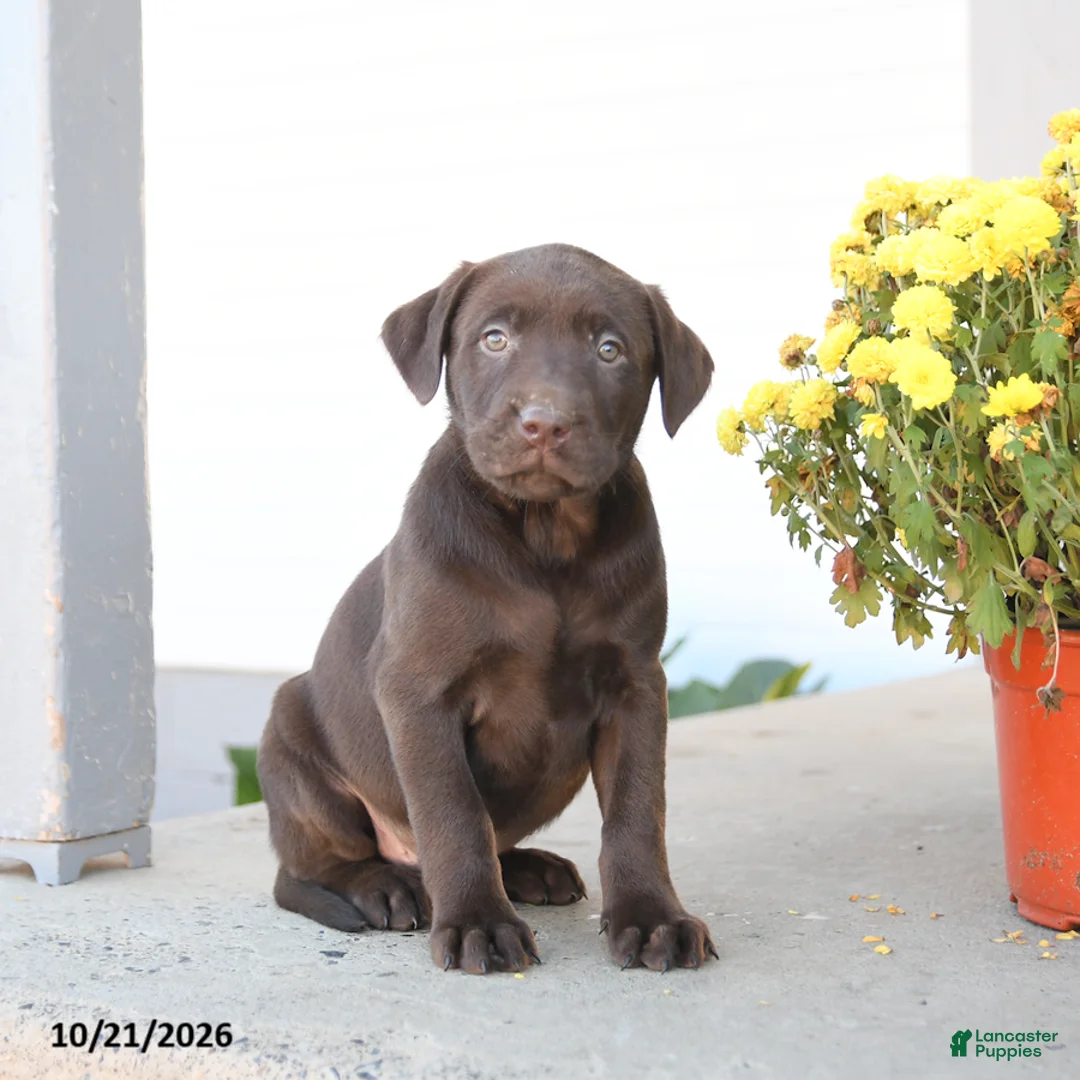 Labrador Retriever dogs for sale: Lewis - Ad 2