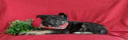 Mixed Breed dogs for sale: Badger - Ad 4