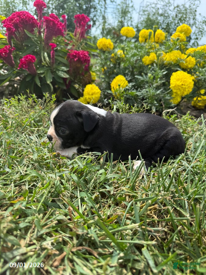 Boston Terrier dogs Harmon - Ad 2