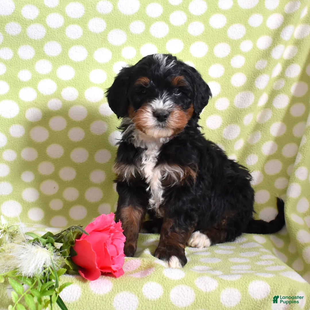 Bernedoodle dogs for sale: Goliath  - Ad 3
