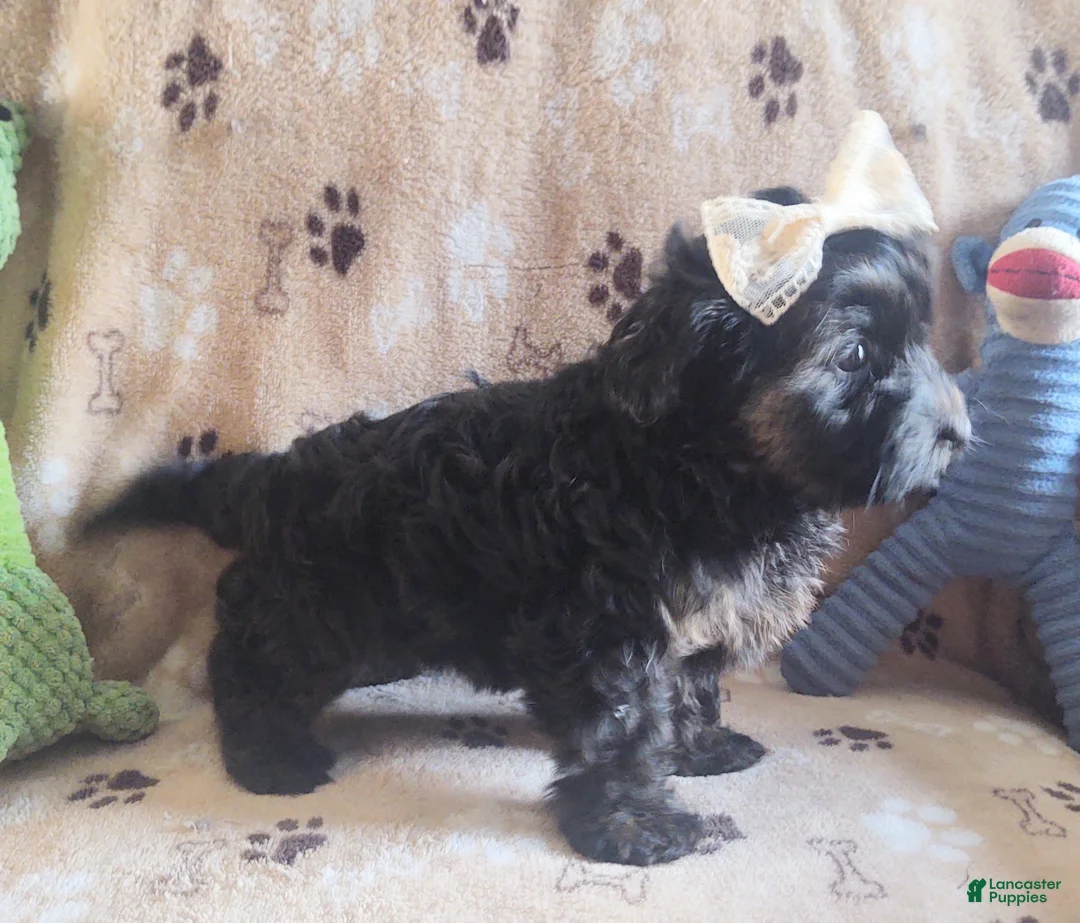 Yorkiepoo dogs for sale: Starr Bright - Ad 8