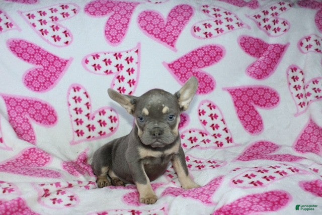 French Bulldog dogs Zoey - Ad 7