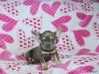 French Bulldog dogs Zoey - Ad 7
