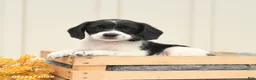 Mixed Breed dogs for sale: Fancy - Ad 3