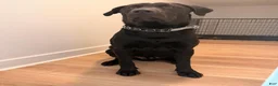 Labrador Retriever dogs for sale: Labrador Retriever  - Ad 3