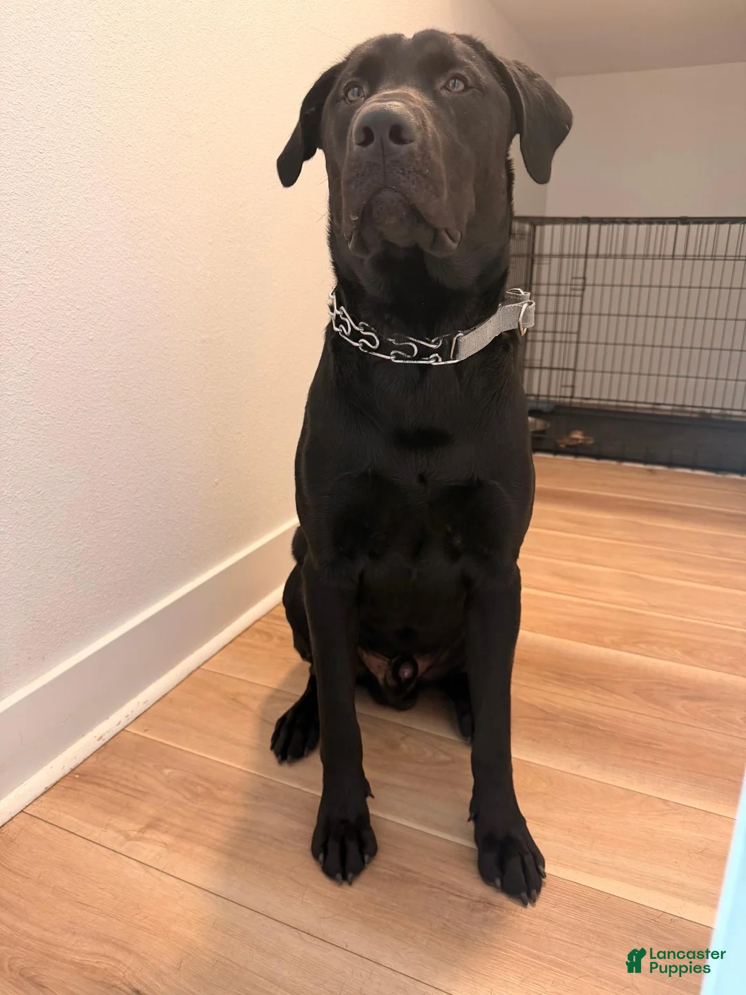 Labrador Retriever dogs for sale: Labrador Retriever  - Ad 3