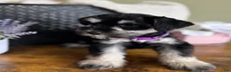 Miniature Schnauzer dogs for sale: Rosie - Ad 5