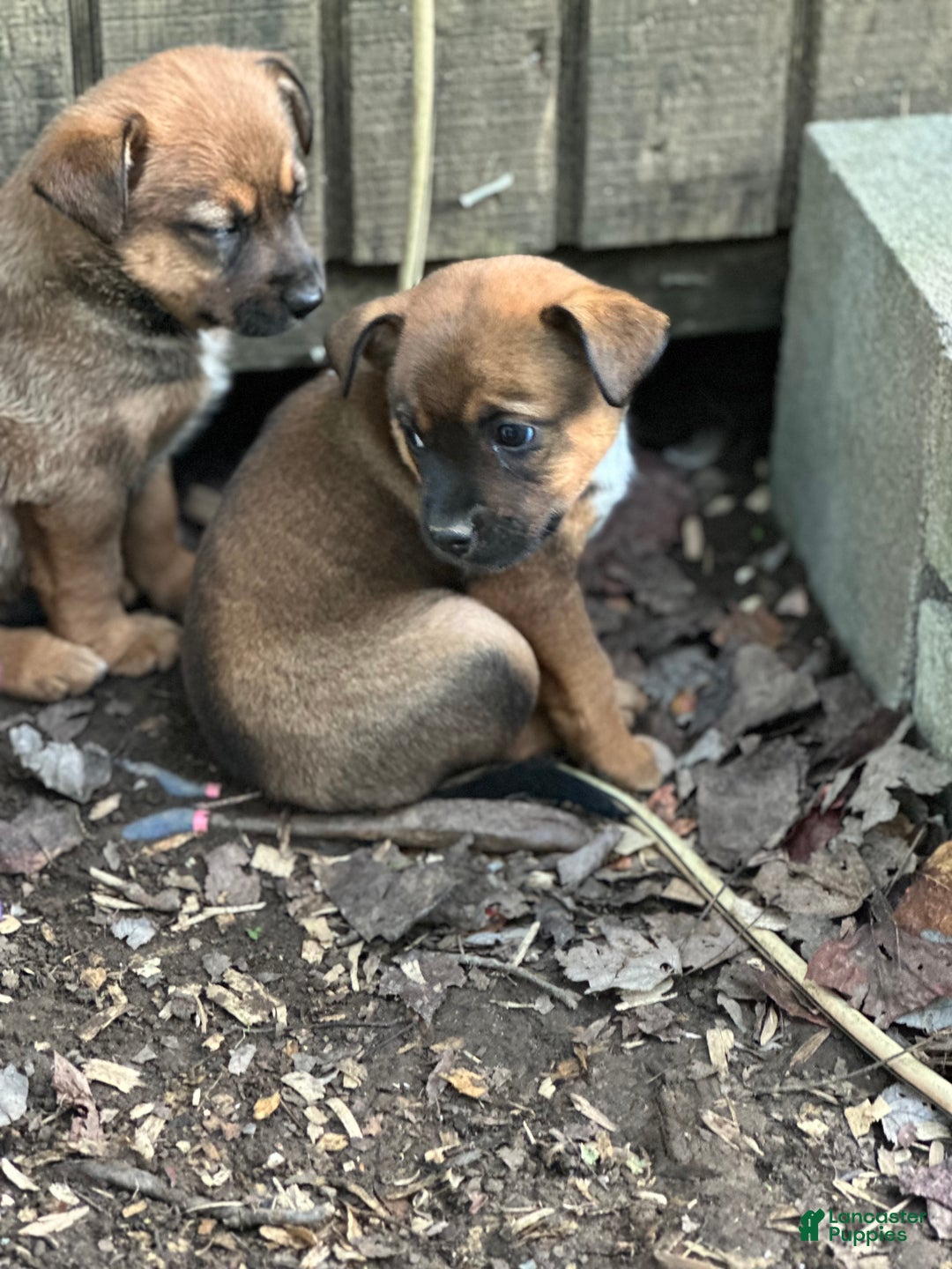 Mixed Breed dogs for sale: Buddy - Ad 5