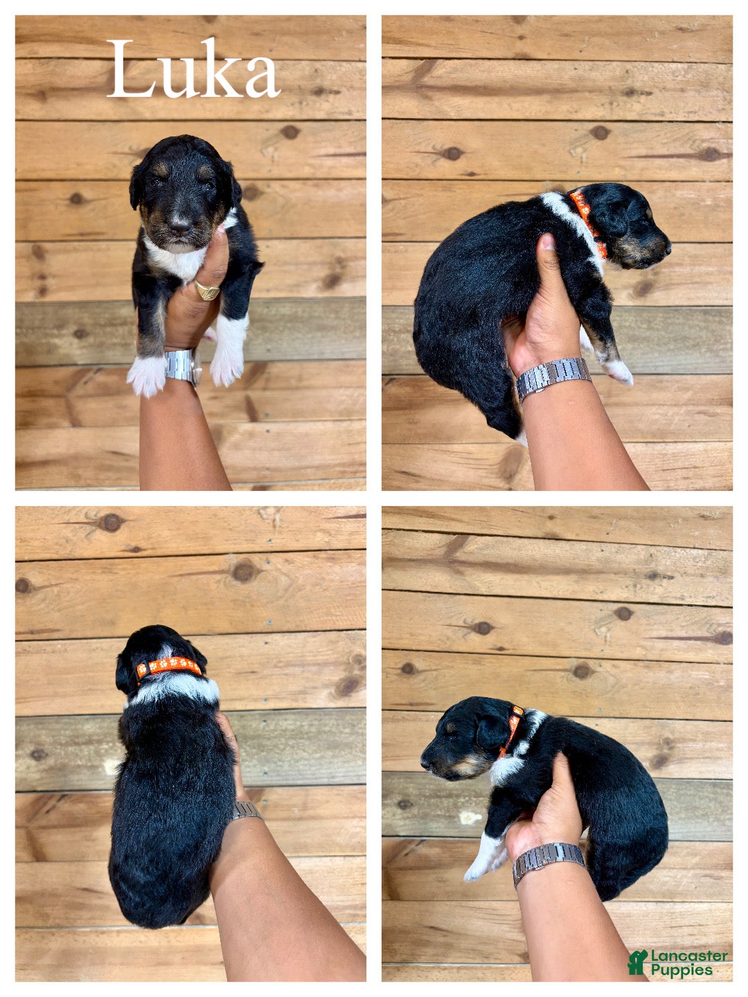 Mixed Breed dogs Luka  - Ad 2