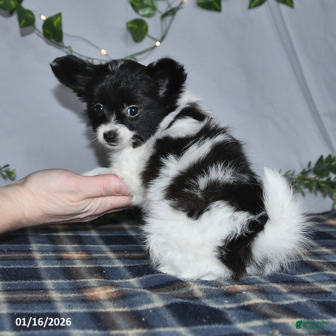 Papillon dogs for sale: Chocolate - Ad 5