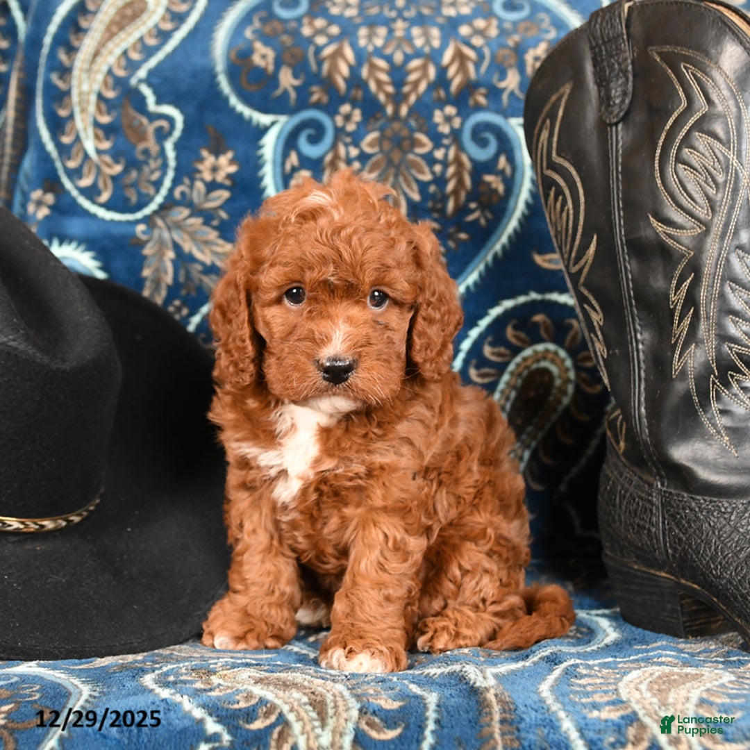 Cavapoo dogs for sale: Rover - Ad 1