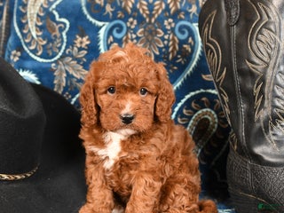 Cavapoo dogs Rover - Ad 11