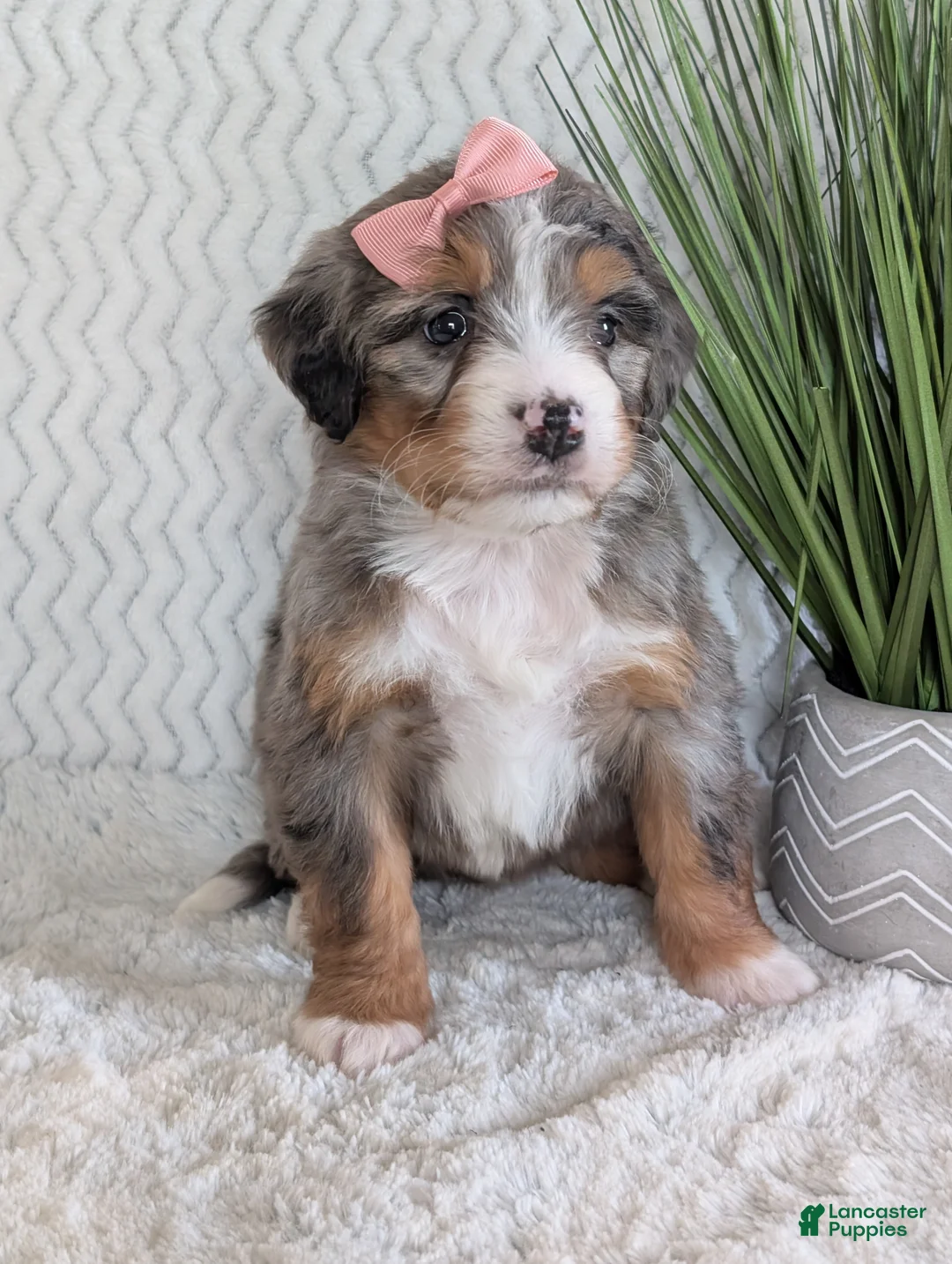 Mini Bernedoodle dogs for sale: Mini Pippa  - Ad 11