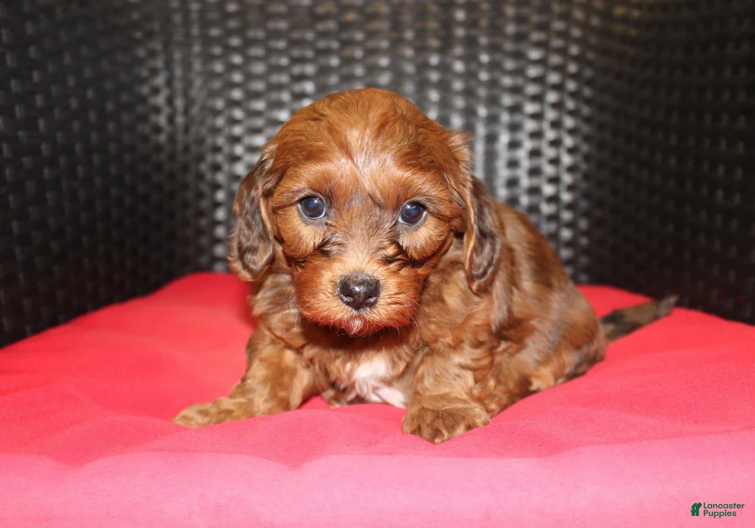 Mini Goldendoodle dogs for sale: Rudy - Ad 2
