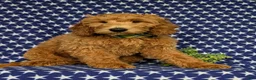 Mini Goldendoodle dogs for sale: Troy Hypoallergenic - Ad 4