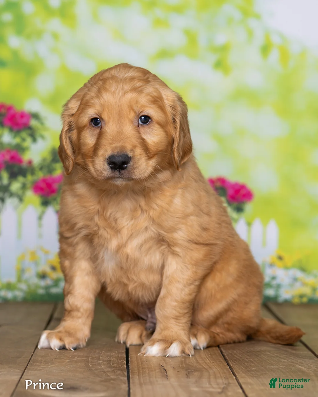 Golden Retriever dogs for sale: Prince - Ad 2